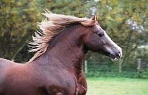 Cob Sale Friday - Brightwells Autumn Cob Sale - 2018 | Videos, Live Streams, Films and Shows | ClipMyHorse.TV