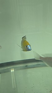 Lethrinops Yellow Collar Masimbwe Imported from Aquahaus-Gaus We have males and plenty of females instock. Pickup in Garland TX. Shipping available. Beantownaquatics.com | Beantown Aquatics | Facebook