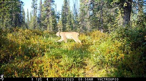 Sound up: A caterwauling lynx passes by my favorite camera location in the Yukon woods. #yukonwildlife | Yukon Wildlife Cams