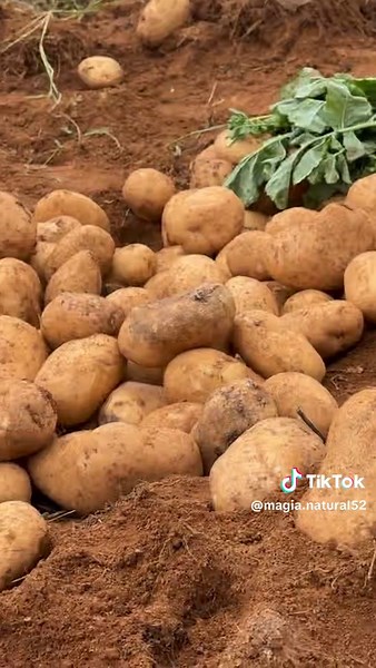 Unlock Health Benefits: Your Guide to Veggies