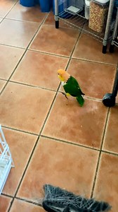 3.7K views · 295 reactions | Puffman Is On The Hopping Run From The Broom藍 #parrots #caique #funnyanimals | Parrot Playhouse | Facebook
