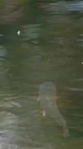 Dinner is served. #dryflyfishing #flyfishing #cortlandline | Cortland Line