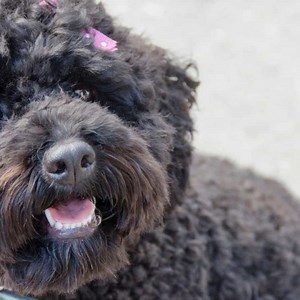 Cockapoo Teething and Teeth Care Guide | Paws and Learn