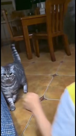 😸Haha cute #animallover#petlovers#cuteanimals#FurryFriends#loveanimals#toocute#funnypets#catlovers#catloversclub#trendingreelsvideo | FurFun