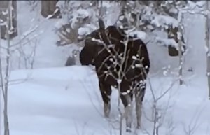 Super Rare Sighting: Camera Catches Moose Antler Shed