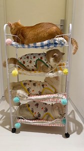 567K views · 9.6K reactions | Cat tower | Animal and Nature Lovers | Facebook