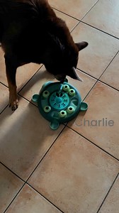Treatz!!! #charliedog #braingame #dogenrichment #smartdog #kelpie #australiankelpie #seniordog | The Residents of Fairy Castle Farm