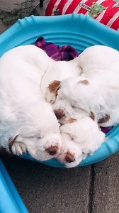 41K views · 634 reactions | Clumber Spaniel cuddle puddle ❤️ Looking for a dog of your own? Connect with responsible breeders, shelters, and rescues on Good Dog  | Good Dog | Facebook