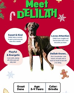 34 reactions · 11 comments |   Color: Brindle Age: 3-4...