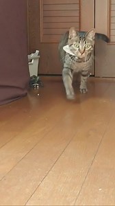 488K views · 5.5K reactions | The hurried skateboarding turtle is so cute and funny!】 | American Mona | Facebook