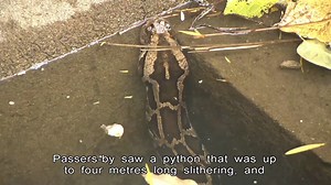 There was something in a drainage channel that attracted the curious near Route Twisk this morning. | HOY International Business Channel