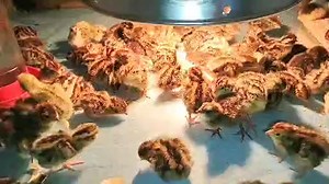 4K views · 126 reactions | ~Caution loud Chicks~ This week's quail chicks just came out of the Hatcher Also hatching Button quail weekly as well | Sweet Clover Farm | Facebook