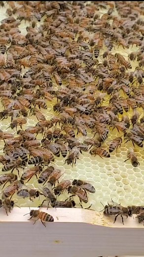 Benny Bee's on TikTok