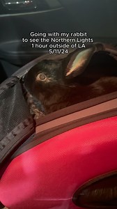 32K views · 1.8K reactions | Lennon The Bunny on Reels | Facebook