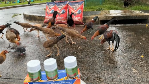 NO ANIMALS WERE HARMED. FOR BREEDING PURPOSES ONLY Rainy sunday morning w/ WORMOUT,WASH & SHINE and WINNING TONE UNIVERSITY OF EXPERIENCE !!! Opinion at experience ko po ito pwd paniwalaan/sundin at pwd rin hindi. GAME MASTER LIPA 6568 COCKING ACADEMY ISANG PALO KATALO ! | Doc Marvin Rocafort