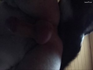 Dog knots my Asshole for The First Time