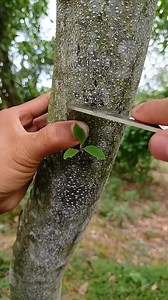 46K views · 267 reactions | Fruit Tree Patch Grafting #foryou #fyp #graftingtechniques #graftingplant #grafting #plan | Grafting Planting | Facebook