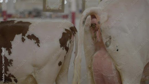 This video shows a close up, rear view of a large cow pooping.