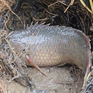 2.4M views · 54K reactions | Unique & Best Fishing - Search & Catching Big Catfish - Traditional Hand Fishing Video #fishing #fishsearching #fishhunting | Fishing 24 | Facebook