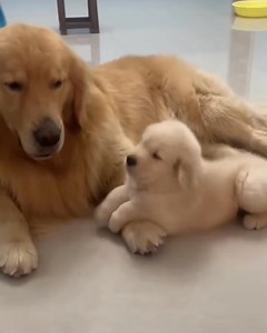 pure love | Dog lover