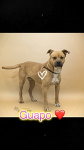 ¡Conoce a Guapo, tan guapo y cariñoso! Te dará muchos besos cuando lo conozcas. Tiene cinco años y es un muy buen niño. Ha sido esterilizado y vacunado. ¿Quizás estás buscando a alguien con quien abrazarte? ¡Gracias Linda Cobarrubias Pet Photographer por las nuevas fotos de Guapo! Meet Guapo, so handsome and affectionate! He will give you lots of kisses when you meet him. He is five years old and a very good boy. He has been sterilized and vaccinated. Maybe you are looking for someone to cuddle 