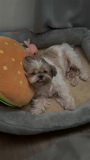 31K views · 2.1K reactions | Dinaan lang ako sa pikit pikit para di na mag swimming #everydaylifewithmacho #thesleepydog | Macho Guapito | Facebook