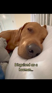 Is there anything cuter than a sleeping pup? What positions did we forget? 🤔 | Bobby from the bin