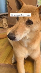 New year's resolution #1 - Adopt a Shelter Dog ♾️ | Animal Nepal