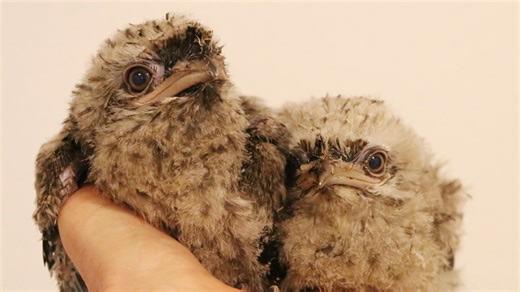 This video clip shows our two Tawny Frogmouth chicks at 23 days old, being hand-reared by keepers. This unusual bird of prey is native to Australia, and they are often mistaken for owls. Keeper Sarah-Jayne Cooke explains “The parents have sadly not been very successful in the past at raising their own chicks. So the decision was made to hand-rear these two to give them the best chance of survival. They are just 4 weeks old, but doing very well, and will soon lose the remaining fluffy bits as the