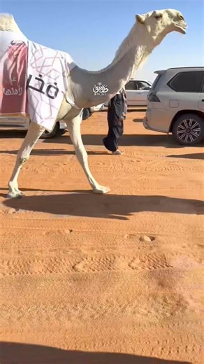 World Most Expensive Camel 😱 🐫🐫🐫🐫🐫🐫🐫🐫🐫🐫🐫🐫 | Gujranwala Camel Mandi By Umair Mughal