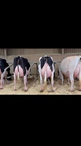 Border & Lakeland Winter Herd Comp 26 🥈Redhead Lambda Black Bonnie ET - Junior 2yr old 🥈Atlanticway Lambda Black Velvet ET - Junior Cow (owned with Rory Timlin and A&T Steinnman) 🥉Redhead Lambda Mudpile ET - Intermediate Cow (owned with Rory Timlin) 🥇 Kilmaurs Dreamer Starlight - Mature Cow 🥈 Super Six | Crossfell Holsteins