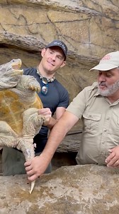 27K views · 4.4K reactions | This is one grumpy snapping turtle You...