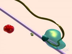 Transcription: The Movie ( Video ) | Biology