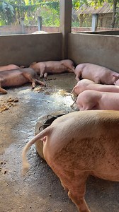 61K views · 888 reactions | The big pig sleep together in farming | Creative Boy | Facebook