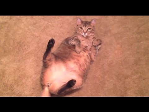 MY CAT!