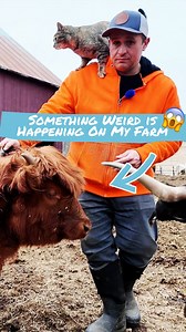 The Farm's Strange Encounters with Predators  | Gold Shaw Farm | Facebook