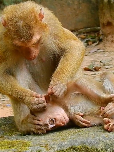 29K views · 791 reactions | She so kind grooming tiny monkey abandoned | Monkey Show | Facebook