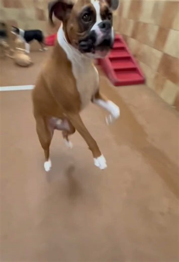 Sonny may be psycho but we love him anyway! • • • #petsmartpetshotel #petsmart #lifeatpetsmart #doggiedaycamp #petboarding #doglovers #dogslife #doggiedaycare #greenscreenvideo #dogsoftiktok #goodpups