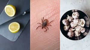 » Cómo eliminar piojos y liendres definitivamente con limón y ajo