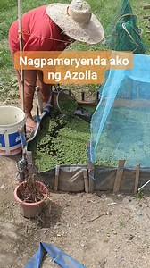 Maganda ang azolla farming kung maraming alagang livestocks.Tipid talaga 😊👩‍🌾 #mimilovechyandchi #AZOLLAFarming #buhayprobinsiya #HeritageChicken #NuevaVizcaya #ProudFarmer # | Mimi Love