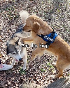Golden Retriever Goes On An Adventure With Husky Girlfriend | The Golden Kobe Family
