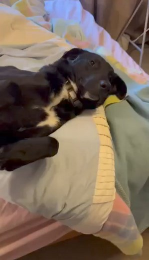 Chilli in foster care (ex farm) | Pound Paws Rescue