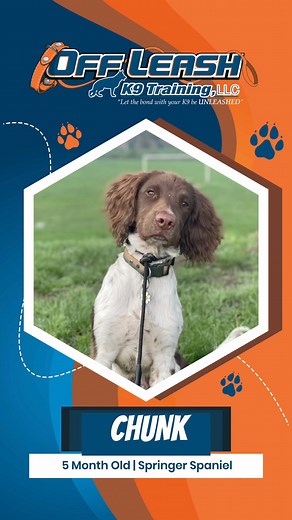 Chunk, the 5 month old Springer Spaniel, completed our 2-Week Board...