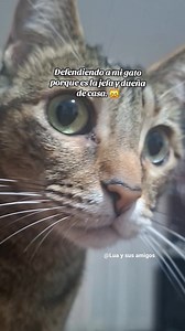 500K views · 18K reactions | En casa manda el gato  #reelsviral #catlovers #michis #gatos | Lua y sus amigos | Facebook