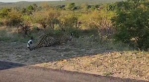 98K views · 538 reactions | Watch as the female leopard is on full ambushing maneuver against unwary impala #safari #wildanimals #naturelover #nature #wild #leopard #AfricanBushKingdom | African Bush Kingdom | Facebook