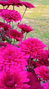 191K views · 2.7K reactions | Beautiful flower view | Explorer Jammu Kashmir Valley | Facebook