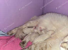 Persian ragdoll - £300