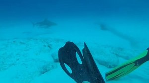 Because pregnant female bull sharks need warm water to give birth,...