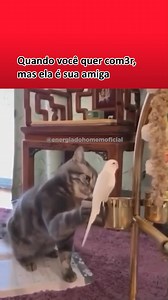 😅 Faltam 2 dias! O Bom de Cama! Ative o lembrete! Link na bio! #meme #s3xo #catiadamasceno #bomdecama #seducao | Energia do Homem