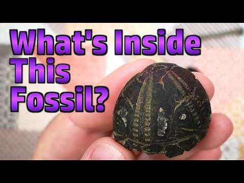 Lapping A Flint/Chert Fossil by Hand